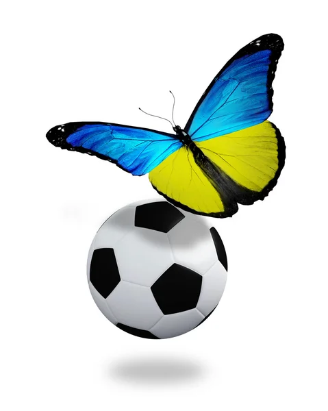 Concept - butterfly with ukrainian flag flying near the ball, li — Stock Photo, Image