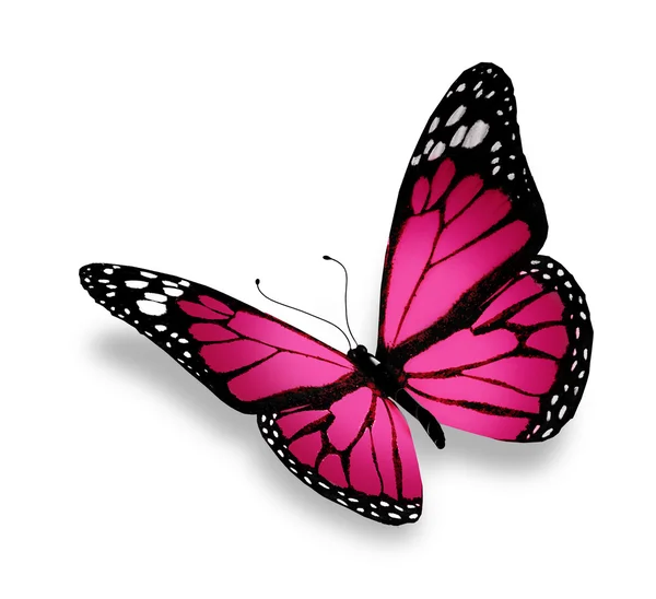 Розовая бабочка, изолированная на белом фоне — стоковое фото
