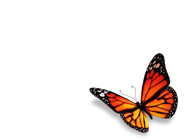 Жовто-оранжевий метелик, ізольований на білому тлі — стокове фото