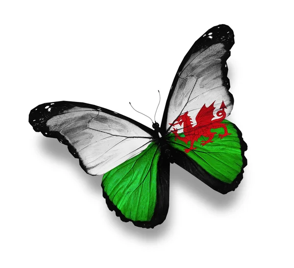 Флаг Уэльса бабочка, изолированные на белом — стоковое фото