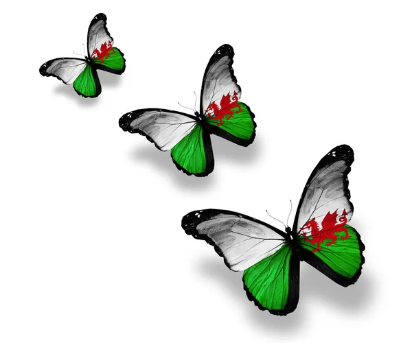 Τρεις Ουαλία σημαία πεταλούδες, που απομονώνονται σε λευκό — Φωτογραφία Αρχείου