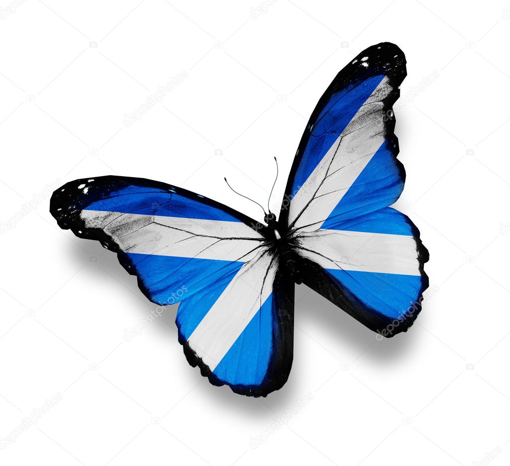Flag of Scotland butterfly, isolated on white