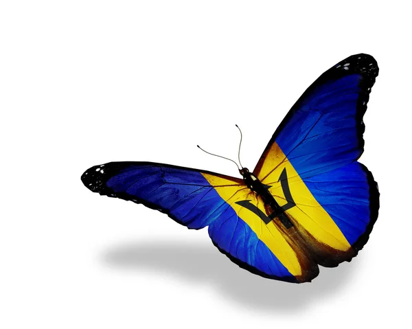 Barbados bayrağı kelebek uçuyor, izole üzerinde beyaz arka plan — Stok fotoğraf