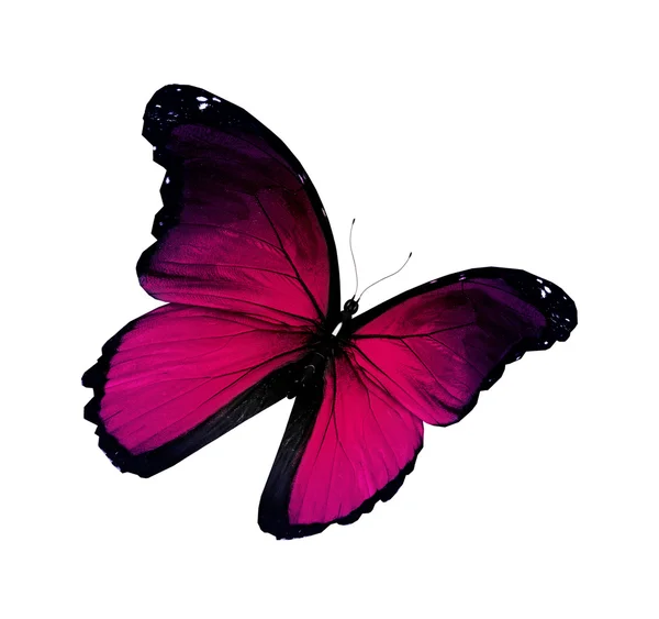 Mariposa violeta volando, aislada sobre fondo blanco — Foto de Stock