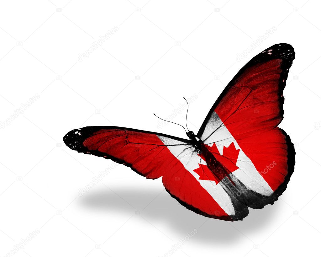 Canadian flag butterfly flying, isolated on white background