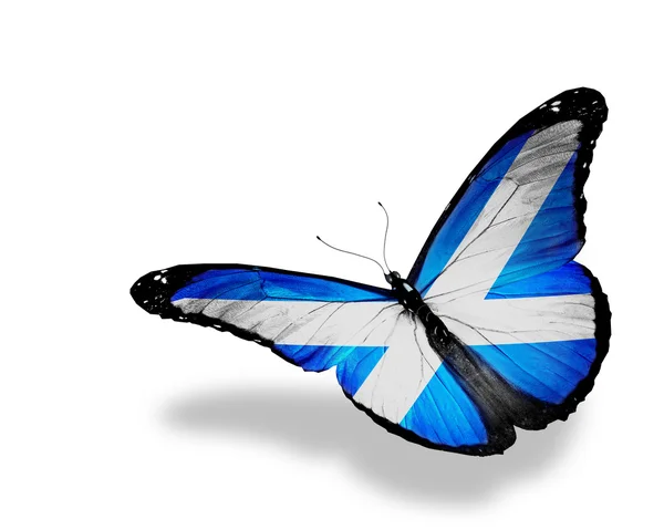 Bandiera scozzese farfalla in volo, isolata su sfondo bianco — Foto Stock
