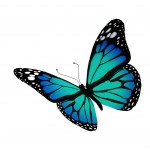 Turquoise butterfly flying, isolated on white background — Stock Photo ...