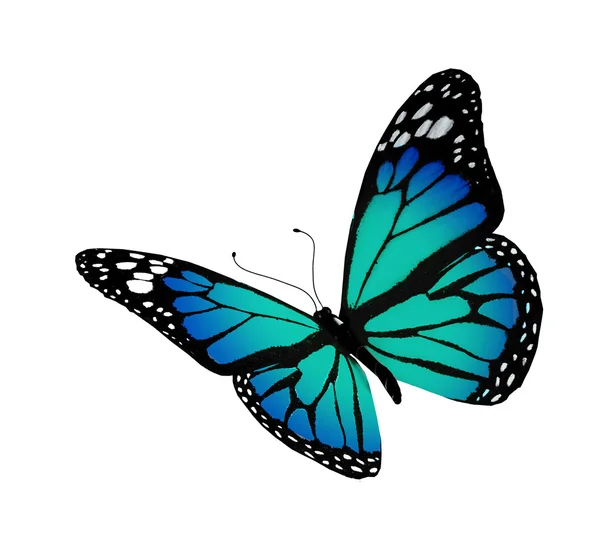 绿松石蝴蝶，在白色背景上孤立 — 图库照片