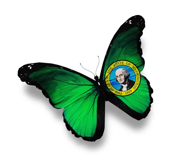 华盛顿国旗蝴蝶，孤立在白色 — 图库照片