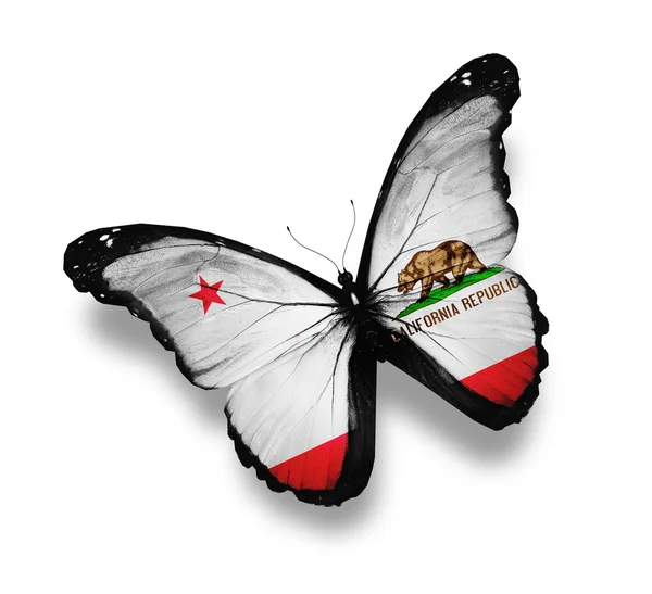 Kalifornien Flagge Schmetterling, isoliert auf weiß — Stockfoto