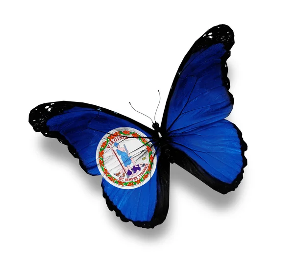 Bandiera della Virginia farfalla, isolata su bianco — Foto Stock