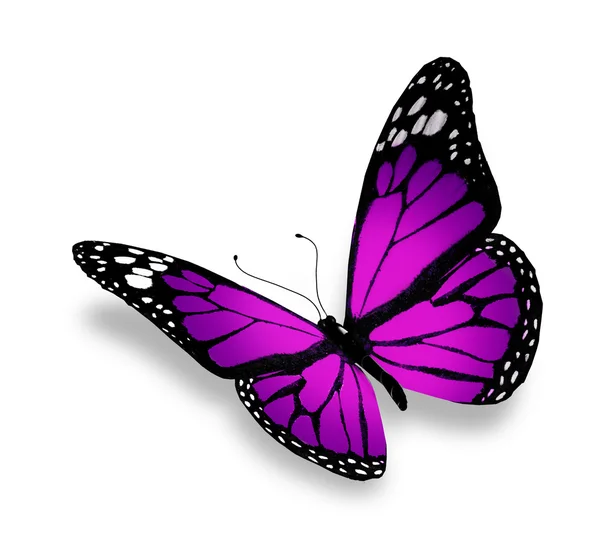 Fialový motýl, izolovaných na bílém pozadí — Stock fotografie