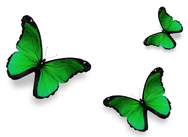 Drei grüne Schmetterlinge "morpho", isoliert auf weißem Hintergrund — Stockfoto