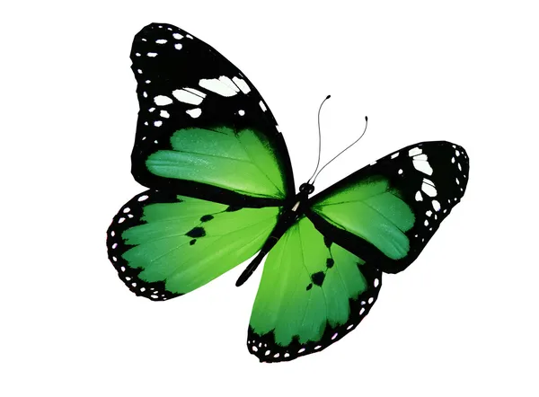 Зеленая бабочка летит, изолированная на белом — стоковое фото
