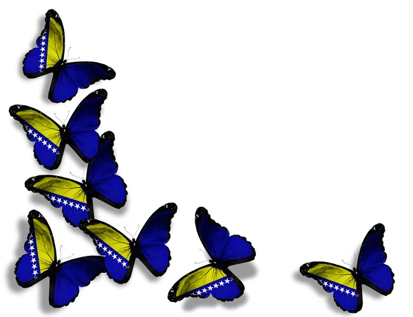 Bosnien och Hercegovinas flagga fjärilar, isolerad på vita backg — Stockfoto