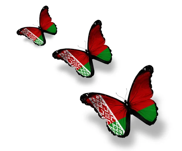 Три бабочки под белорусским флагом, изолированные на белом — стоковое фото