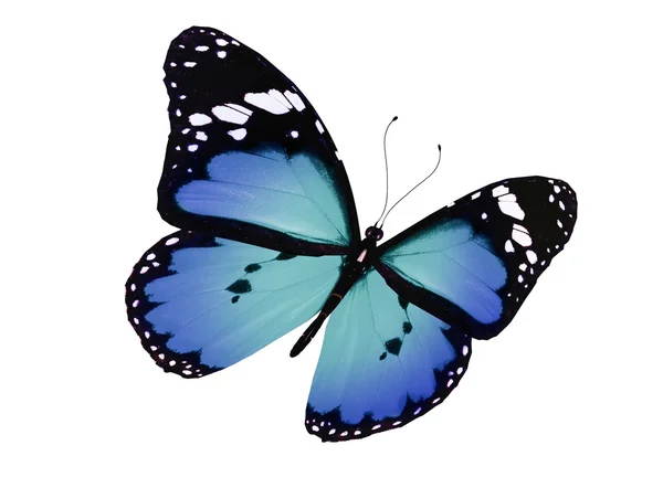 Farfalla blu volante, isolata su bianco — Foto Stock
