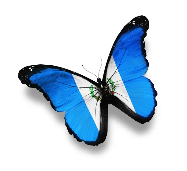 Guatemala flag butterfly, isolated on white — Stock Photo, Image