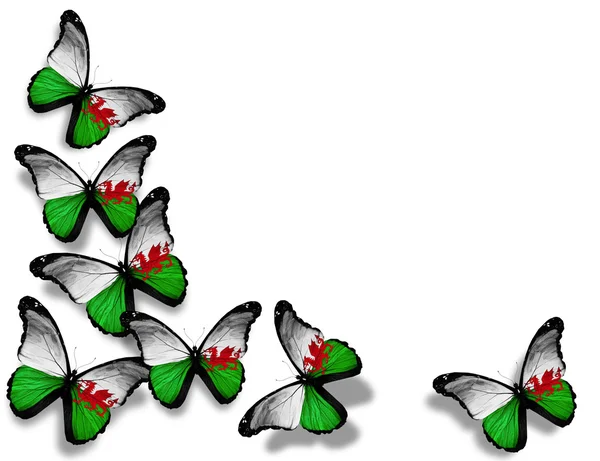 Ουαλική σημαία πεταλούδες, που απομονώνονται σε λευκό φόντο — Φωτογραφία Αρχείου