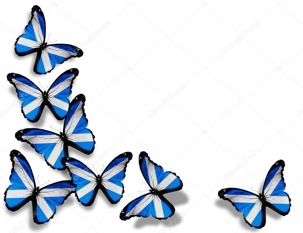 Scottish flag butterflies, isolated on white background