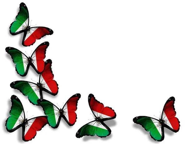 Mexico flag butterflies, isolated on white background — Stock Photo, Image