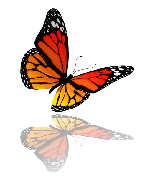 Beyaz arka plan üzerinde izole turuncu kelebek — Stok fotoğraf