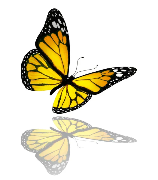黄色の蝶は、白い背景で隔離 — ストック写真