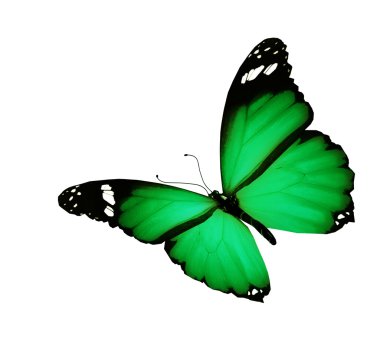 Yeşil kelebek uçuyor, izole üzerinde beyaz arka plan