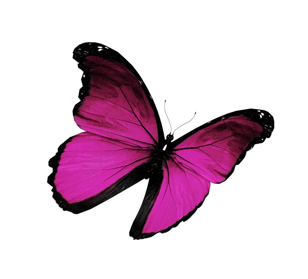 紫蝴蝶飞，孤立上白 — 图库照片