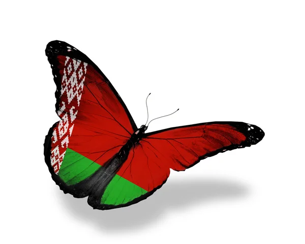 Bandeira da Bielorrússia borboleta voando, isolado em fundo branco — Fotografia de Stock