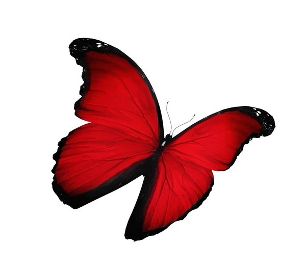 Červený motýl létání, izolované na bílém — Stock fotografie