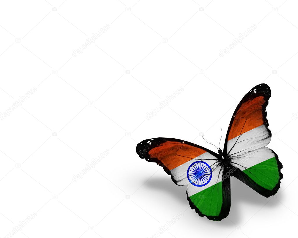 Indian flag butterfly, isolated on white background