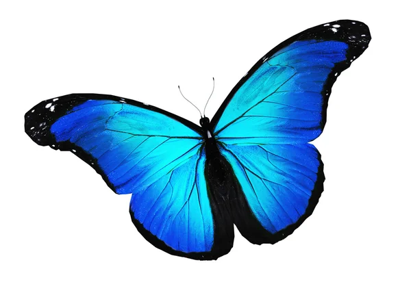 Blauer Schmetterling fliegt, isoliert auf weißem Grund — Stockfoto