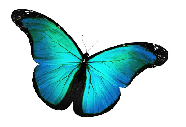 Блакитний метелик літає, ізольований на білому — стокове фото