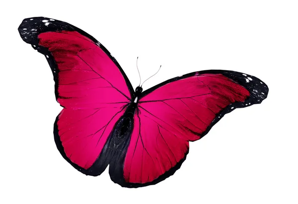stock image Pink butterfly flying, isolated on white