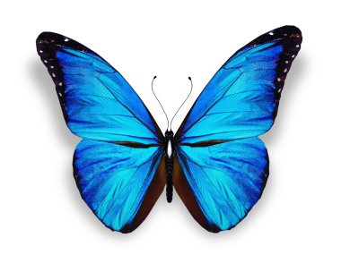 beyaz izole mavi kelebek