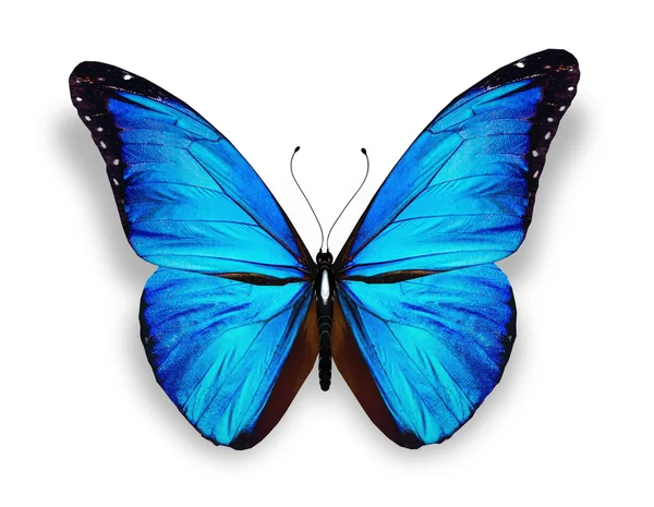 Modrý motýl, izolované na bílém — Stock fotografie