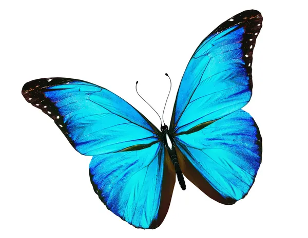 Blå fjäril flyger, isolerade på vit — Stockfoto