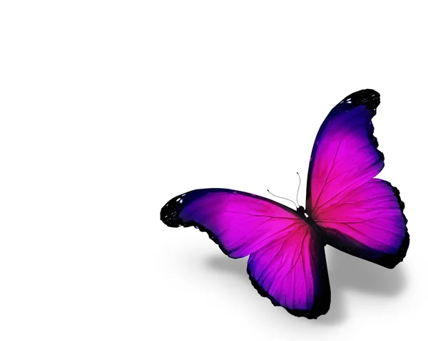 Papillon violet, isolé sur fond blanc — Photo