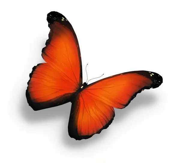Orange fjäril, isolerad på vit — Stockfoto
