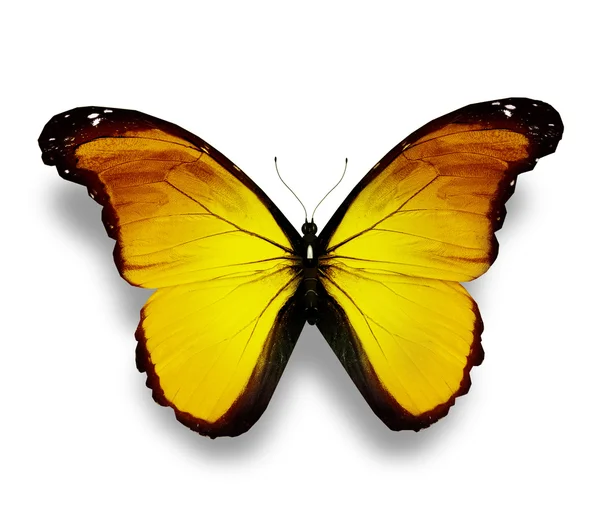 Mariposa amarilla, aislada sobre blanco — Foto de Stock