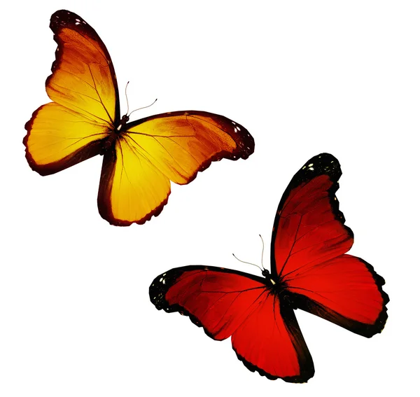 Dos amarillos rojos volando, aislados sobre fondo blanco —  Fotos de Stock