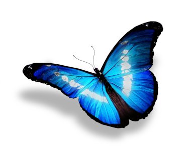 Beyaz arka plan üzerinde izole mavi kelebek