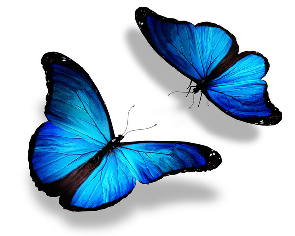 Two blue butterflies, isolated on white background, concept of m