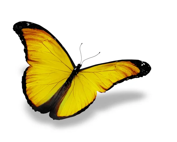 Κίτρινο πεταλούδα, που απομονώνονται σε λευκό — Φωτογραφία Αρχείου