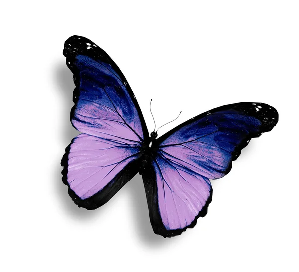 Grunge fialový motýl, izolované na bílém — Stock fotografie