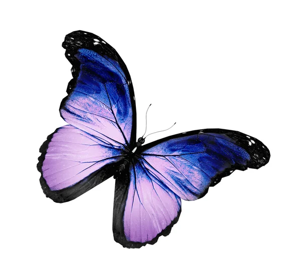 Серо-фиолетовая бабочка летающая, изолированная на белом — стоковое фото