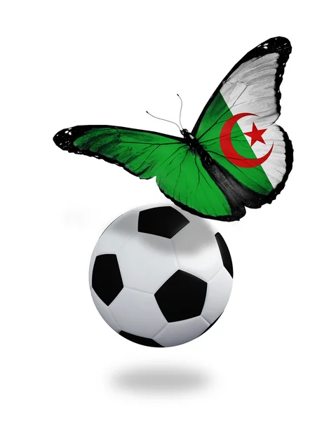 Koncepcja - motyl z Algierii flagę latające w pobliżu piłkę, lik — Zdjęcie stockowe