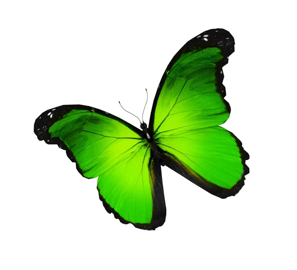 Groene vlinder, geïsoleerd op wit — Stockfoto