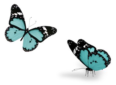 beyaz zemin üzerine, m kavramı izole iki mavi kelebek